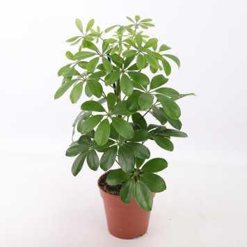 Schefflera Nora (Szeflera)