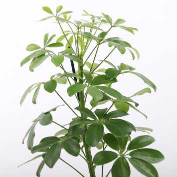 Schefflera Nora (Szeflera)