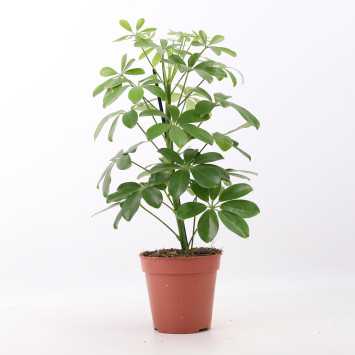 Schefflera Nora (Szeflera)