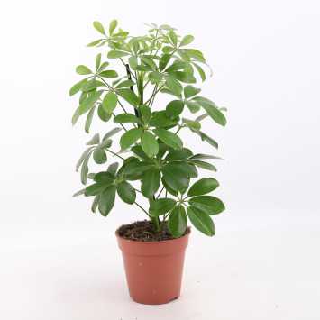 Schefflera Nora (Szeflera)