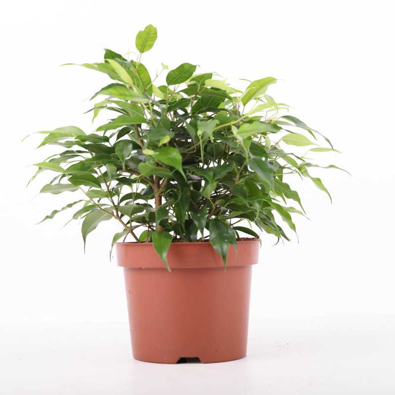 Ficus benjamina Kinky (Fikus, Figowiec)