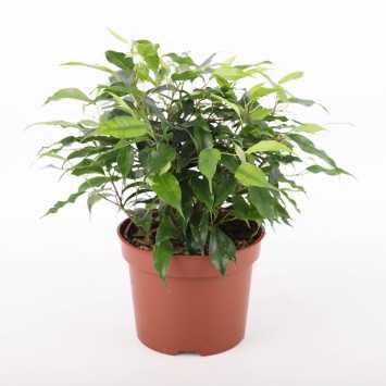 Ficus benjamina Kinky (Fikus, Figowiec)
