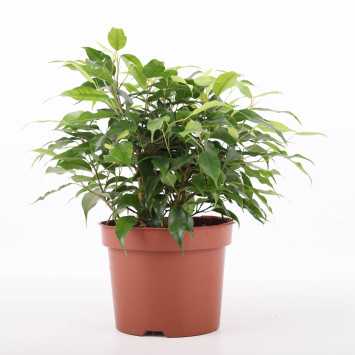 Ficus benjamina Kinky (Fikus, Figowiec)