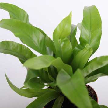Asplenium nidus (Zanokcica gniazdowa) - średnica: 12 cm
