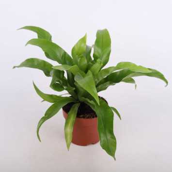 Asplenium nidus (Zanokcica gniazdowa) - średnica: 12 cm