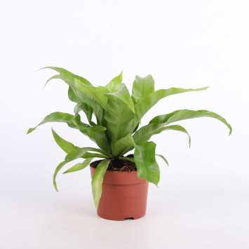 Asplenium nidus (Zanokcica gniazdowa) - średnica: 12 cm