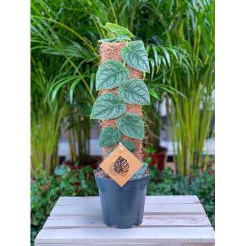 Monstera Dubia - średnica 14 cm 