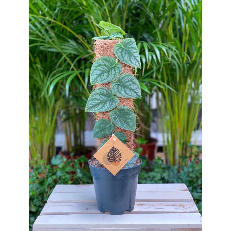 Monstera Dubia - średnica 14 cm 