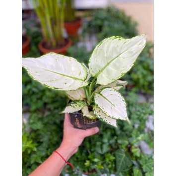 Aglaonema White Joy
