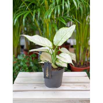 Aglaonema White Joy