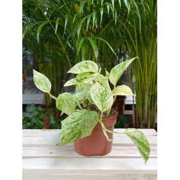 EPIPR.OV SNOW NL- EPIPREMNUM