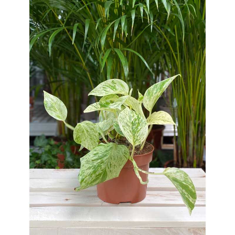 EPIPR.OV SNOW NL- EPIPREMNUM