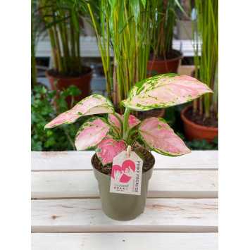 Aglaonema pink promise