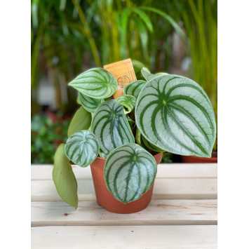 Peperomia Watermelon 
