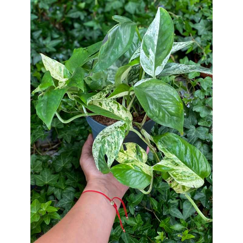 Epipremnum Marble Variegata