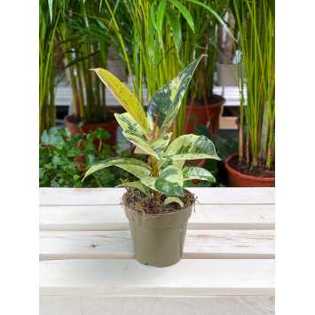 Ficus Moonshine