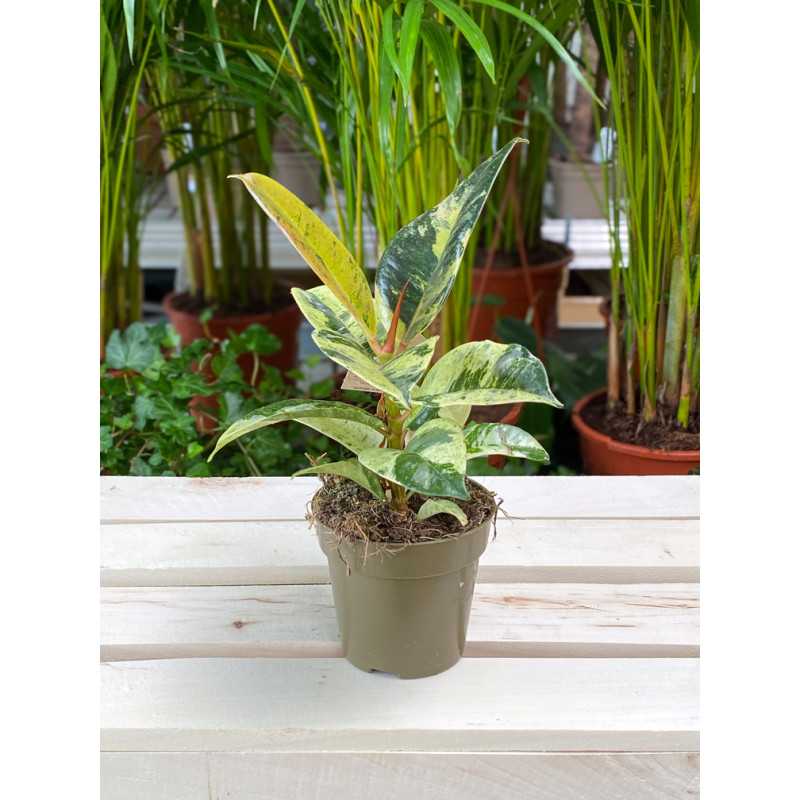 Ficus Moonshine