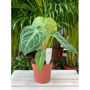 Anthurium Magnificum 