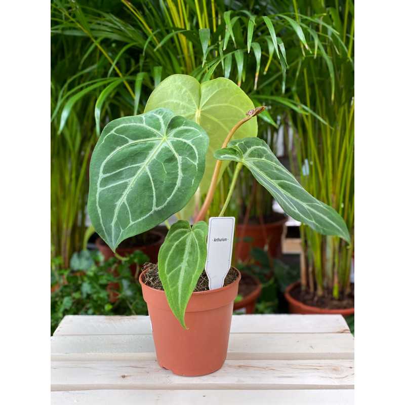 Anthurium Magnificum 