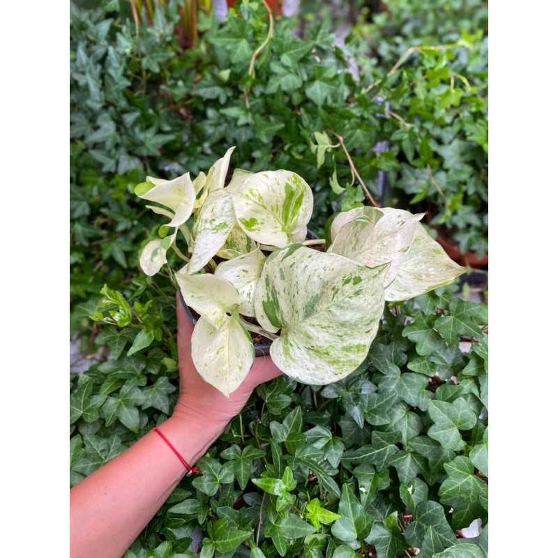 Epipremnum Happy Leaf