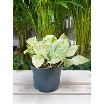 Epipremnum Happy Leaf