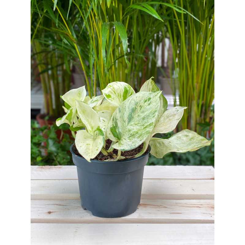 Epipremnum Happy Leaf