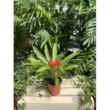 Guzmania mała (Bromelia) - średnica: 09 cm