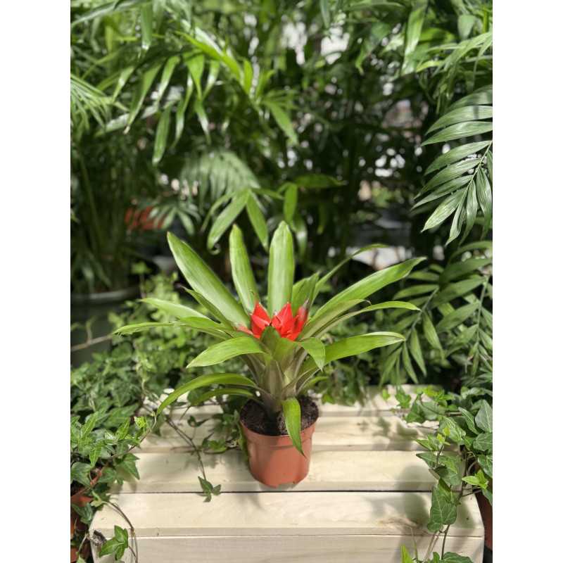 Guzmania mała (Bromelia) - średnica: 09 cm