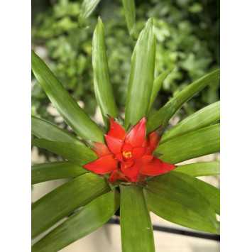 Guzmania mała (Bromelia) - średnica: 09 cm