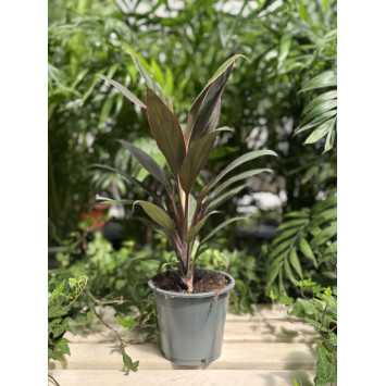 Cordyline fruticosa 'Rubra' (Kordylina)