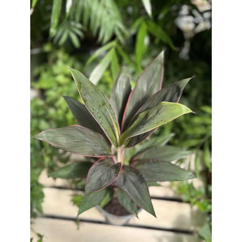 Cordyline fruticosa 'Rubra' (Kordylina)