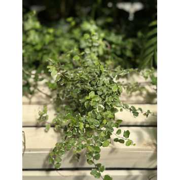 Ficus Pumila - średnica: 12 cm