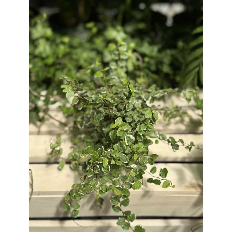  Ficus Pumila - średnica: 12 cm