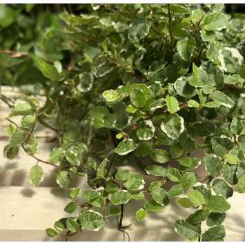  Ficus Pumila - średnica: 12 cm