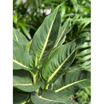 Dieffenbachia 'Camilla