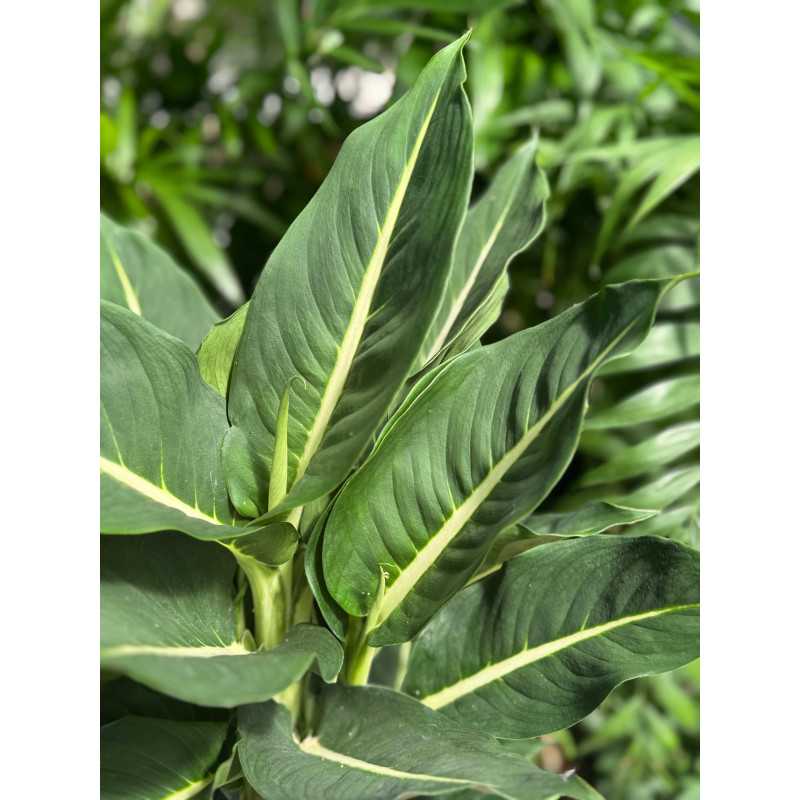 Dieffenbachia 'Camilla