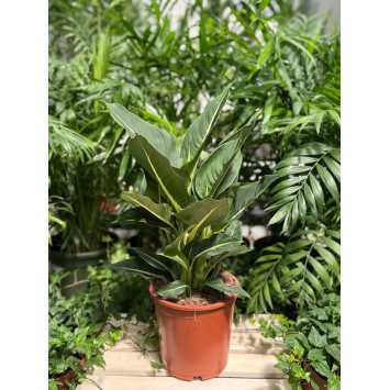 Dieffenbachia 'Camilla