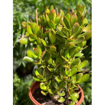 Crassula ovata (grubosz jajowaty)