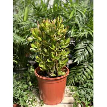 Crassula ovata (grubosz jajowaty)