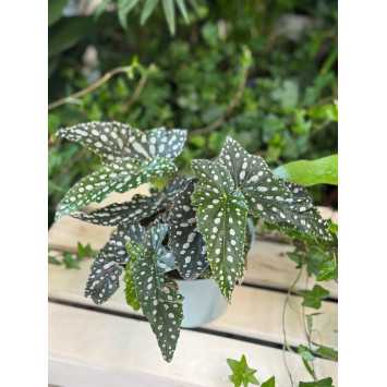Begonia 'Double Dot' 