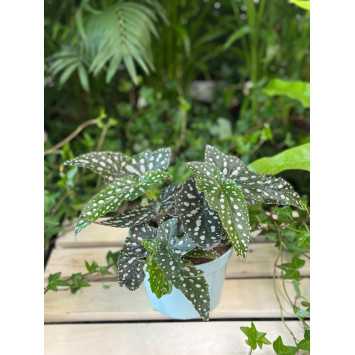 Begonia 'Double Dot' 