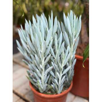 Curio repens (dawniej Senecio serpens) - Blue Chalksticks