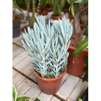 Curio repens (dawniej Senecio serpens) - Blue Chalksticks