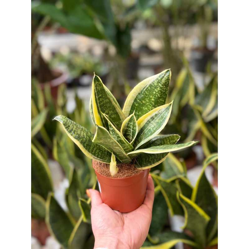 Sansewieria gwinejska 'Green Hahnii' (Sansevieria trifasciata)