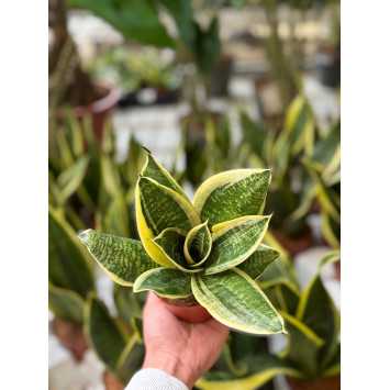 Sansewieria gwinejska 'Green Hahnii' (Sansevieria trifasciata)
