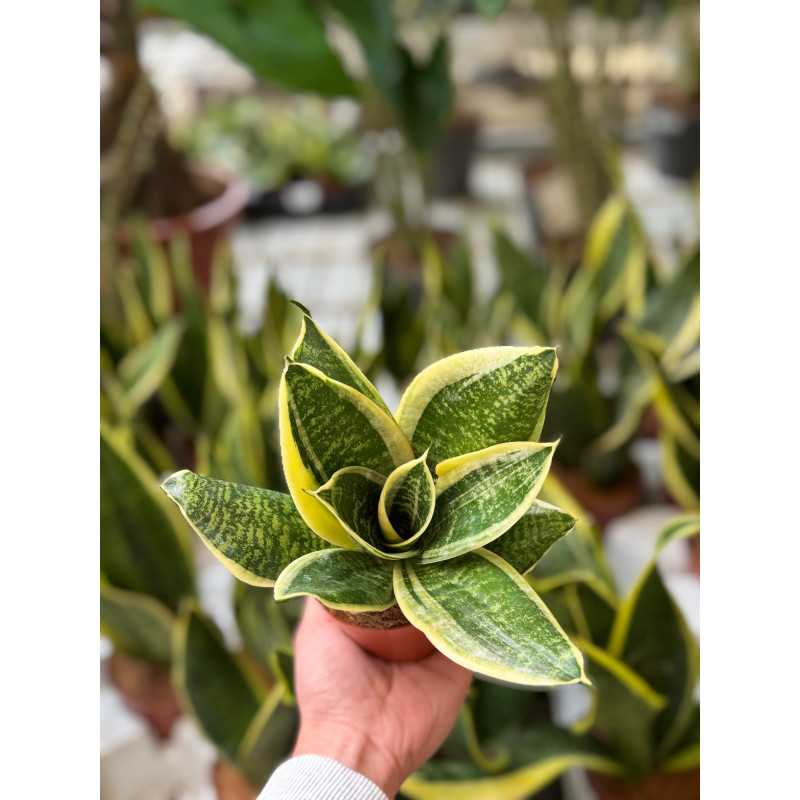 Sansewieria gwinejska 'Green Hahnii' (Sansevieria trifasciata) Sansewieria gwinejska 'Green Hahnii' (Sansevieria trifasciata)