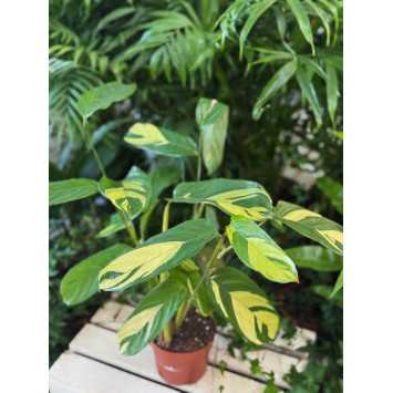 Ctenanthe lubbersiana Golden mosaic