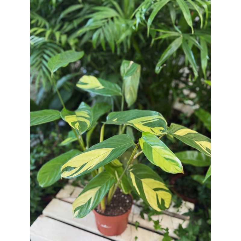Ctenanthe lubbersiana Golden mosaic