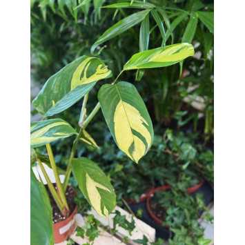 Ctenanthe lubbersiana Golden mosaic
