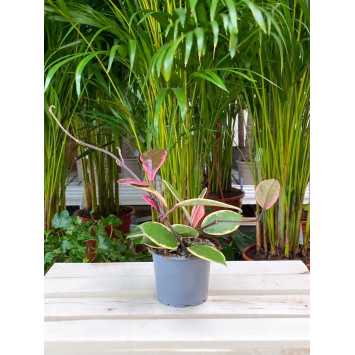 Hoya Pink Flamingo